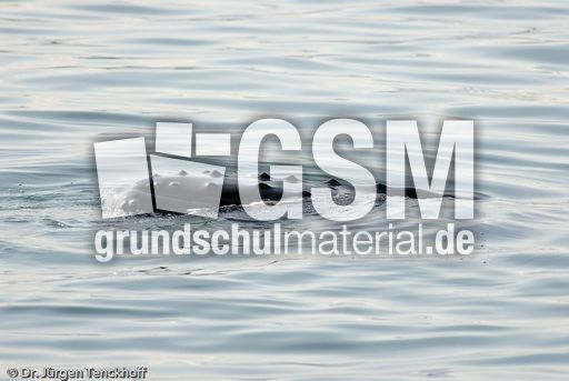 Buckelwal (23 von 57).jpg